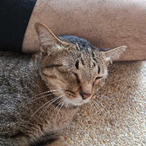 crazypet