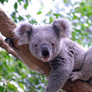 CalmKoala