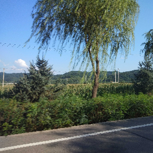 麋鹿在老君山打太极